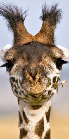 a giraffe with very long hair on it's head eating some grass