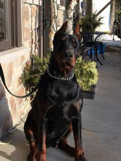 a black and brown dog sitting in front of a building with a planter on it's back