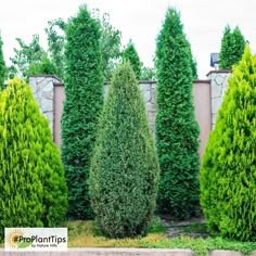 some very pretty green trees in front of a wall