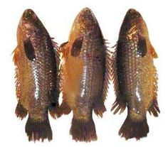 three small fish are lined up in the same row and one is brown with black spots