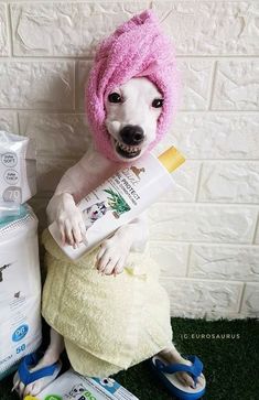 a dog wearing a pink hat and holding a tube of toothpaste