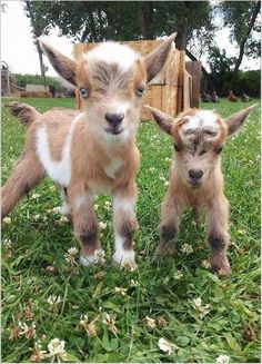 two baby goats standing next to each other in the grass