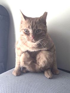 a cat sitting on top of a chair next to a wall