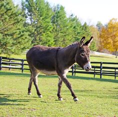 a donkey is walking through the grass in front of a fenced area with trees