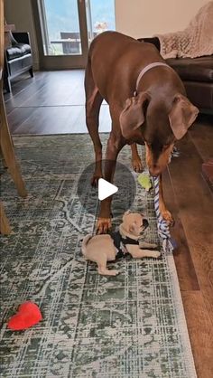 a brown dog playing with two puppies on the floor in front of a couch