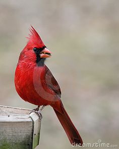 a red bird sitting on top of a wooden post