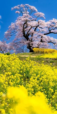 a field full of yellow flowers under a tree with blue sky in the background,