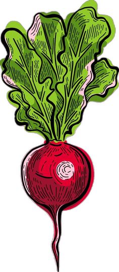 a red radish with green leaves on it's head is shown in this drawing