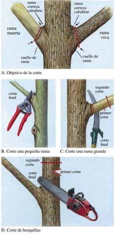 four different types of tree branches with tools attached to them