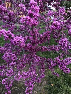 purple flowers are blooming in the yard