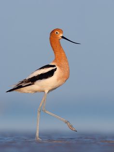 a long legged bird walking across the water