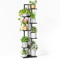 there are many potted plants on the black shelfs and one is in front of white background