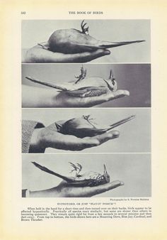 four different pictures of hands holding birds in their palms, with the words'the book of birds'above them