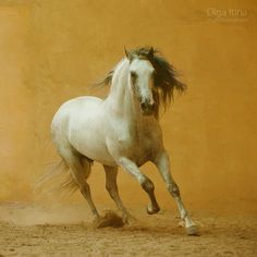 a white horse is galloping in front of a yellow wall with dust coming from it