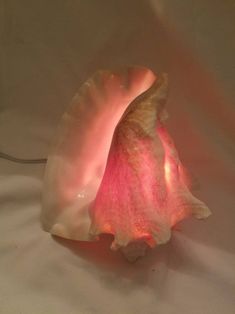 a pink flower that is inside of a shell