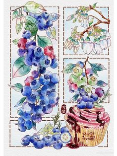 a watercolor painting of blueberries and other berries on a table with a cupcake