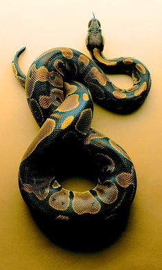 a blue and yellow snake laying on top of a brown table next to a black object