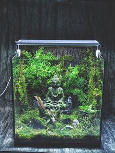 an aquarium with plants and rocks in it