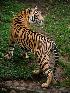 a large tiger walking across a lush green field next to rocks and grass covered ground