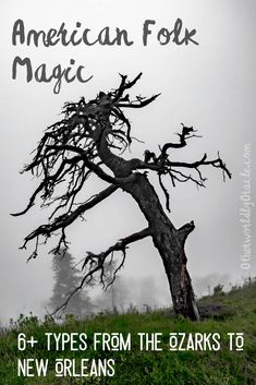 an old tree with the title american folk magic 6 types from the zarks to new orleans