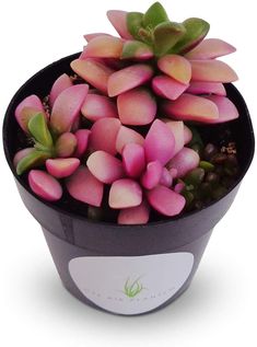 a potted plant with pink and green flowers in it's center, on a white background