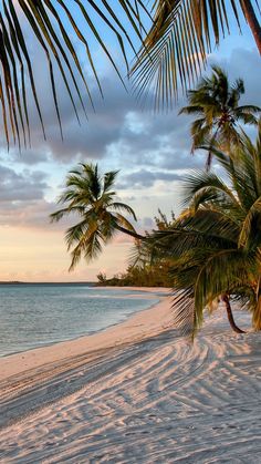 palm trees line the beach as the sun sets in the distance on an empty tropical island