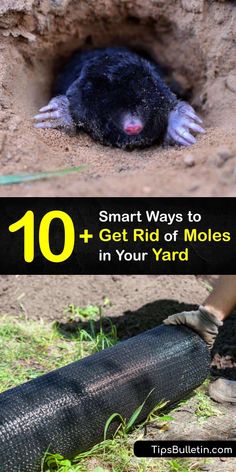 an animal that is laying down in the dirt with text overlay saying 10 smart ways to get rid of moloss in your yard