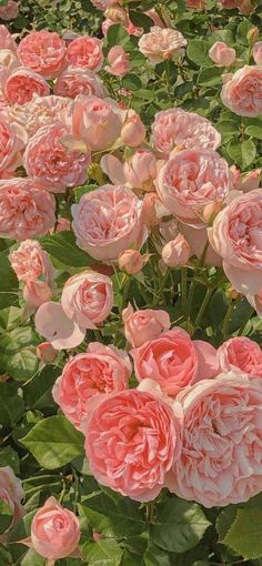 many pink flowers are blooming in the field with green leaves and stems on them