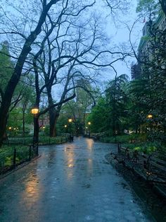 a wet street with lots of trees and lights