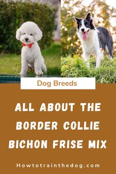 two dogs standing next to each other with the words, all about the border collie bi