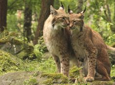 two lynxs standing next to each other in the woods