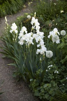 white flowers are growing in the middle of some grass and dirt pathing through a garden