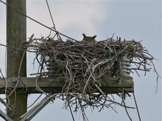 a bird is sitting in the nest on top of a power line pole with barbed wire