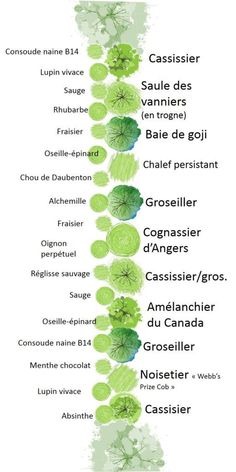 the names of different plants in french are shown on a white background with green leaves