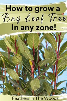 How to grow a bay leaf tree Bay Leaf Plant, Bay Leaf Tree, Bay Laurel Tree, Bay Laurel, Laurel Tree, Bay Tree, Veg Garden, Bay Leaf, Container Gardening Vegetables