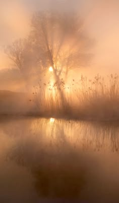 the sun shines through the foggy trees and water in front of a body of water