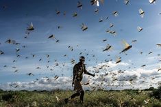 a man standing on top of a lush green field covered in lots of flying birds