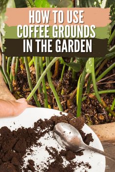 how to use coffee grounds in the garden