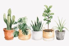 watercolor painting of potted plants on white background