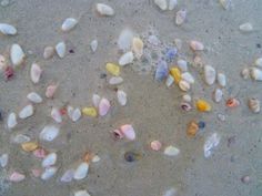 shells are scattered on the sand at the beach