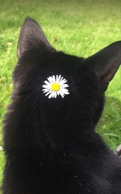 a black cat with a white flower on it's back end looking at the grass