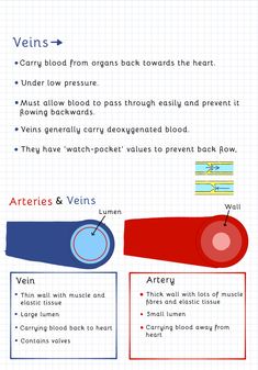 an info sheet with different types of blood vessels