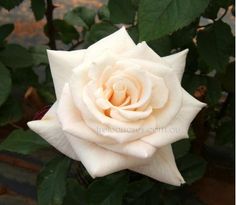 a white rose with green leaves in the background