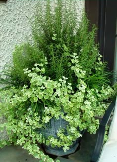 a potted plant sitting on top of a window sill next to a wall