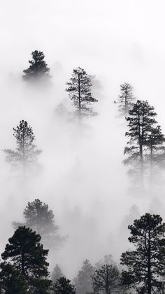 trees in the fog on a mountain side