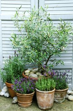 several pots with plants and rocks in them