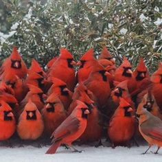 a flock of red birds standing next to each other