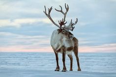 a reindeer standing in the snow looking at the camera