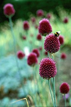 purple flowers with a bee on them in the middle of some grass and dirt area