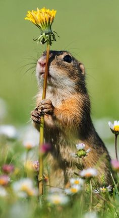 a small rodent standing on its hind legs and holding a flower in it's mouth